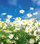 Dimex DAISIES fotótapéta, poszter, vlies alapanyag, 225x250 cm (MS-3-0135)