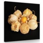 Consalnet Lampionvirág, vászonkép 40x40 cm méretben (C5-11780O5)