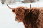 Dimex Vlies Fotótapéta - Highland cattle brown cow - 375x250 cm (MS-5-0459)