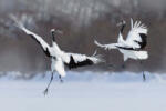 Dimex DANCING PAIR OF RED-CROWNED CRANE fotótapéta, poszter, vlies alapanyag, 375x250 cm (MS-5-0402)