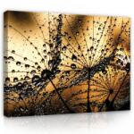 Consalnet Vászonkép, Pitypang barnában, 100x75 cm méretben (C5-415O1)