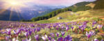 Dimex CROCUSES AT SPRING fotótapéta, poszter, vlies alapanyag, 375x150 cm (MP-2-0064)