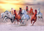 Sverus Fotótapéta Horses Run Gallop in Dust Against Sunset Sky, 416 x 290 cm (SV-62087491WM-416X290CM)
