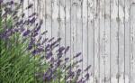 Consalnet Levendulás deszkafal poszter, fotótapéta Vlies (254 x 184 cm) (C1-2962V4)