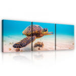 Consalnet Vászonkép 3 darabos, Teknős, 3 db 25x25 cm méret (C5-11989S13)