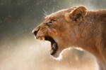 Dimex Vlies Fotótapéta - Lioness displays dangerous teeth - 375x250 cm (MS-5-0569)
