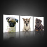Consalnet Vászonkép 3 darabos, Kiskutyák, 3 db 25x25 cm méret (C5-10532S13)