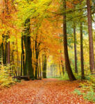 Dimex AUTUMN FOREST fotótapéta, poszter, vlies alapanyag, 225x250 cm (MS-3-0099)