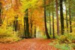 Dimex AUTUMN FOREST fotótapéta, poszter, vlies alapanyag, 375x250 cm (MS-5-0099)
