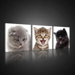 Consalnet Vászonkép 3 darabos, Kiscicák, 3 db 25x25 cm méret (C5-10534S13)