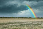 Dimex Vlies Fotótapéta - Rainbow over chamomile field - 375x250 cm (MS-5-1717)