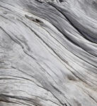 Dimex TREE TEXTURE fotótapéta, poszter, vlies alapanyag, 225x250 cm (MS-3-0160)