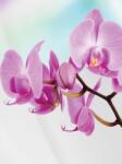 Consalnet Orchidea poszter, fotótapéta, Vlies (184x254 cm, álló) (C1-116V4A)