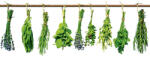 Dimex HERBS fotótapéta, poszter, vlies alapanyag, 375x250 cm (MS-5-0240)