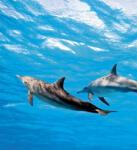 Dimex DOLPHINS fotótapéta, poszter, vlies alapanyag, 225x250 cm (MS-3-0218)