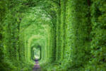 Dimex Vlies Fotótapéta - Green tunnel - 375x250 cm (MS-5-1897)