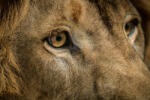 Dimex Vlies Fotótapéta - Lion's face - 375x250 cm (MS-5-0558)