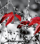 Dimex RED LEAVES ON BLACK fotótapéta, poszter, vlies alapanyag, 225x250 cm (MS-3-0110)