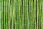 Dimex BAMBOO fotótapéta, poszter, vlies alapanyag, 375x250 cm (MS-5-0165)