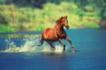 Dimex Vlies Fotótapéta - Red horse is running across lake - 375x250 cm (MS-5-0424)