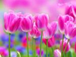 Consalnet Tulipánok poszter, fotótapéta (208 x 146 cm) (C1-273VEXL)