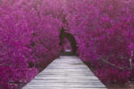 Dimex Vlies Fotótapéta - Wooden bridge - 375x250 cm (MS-5-0665)