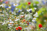 Dimex Vlies Fotótapéta - Blooming wild flowers - 375x250 cm (MS-5-1371)
