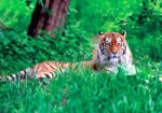 Sverus Fotótapéta Amur Tiger on Green Grass in Summer Day, 416 x 290 cm (SV-37849866WM-416X290CM)