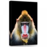Consalnet Pávián, vászonkép, 40x60 cm méretben (C5-12723O4)