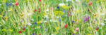 Dimex MEADOW WITH FLOWERS öntapadós konyhai poszter, 180x60 cm (KI-180-172)
