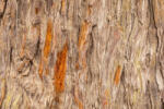 Dimex Vlies Fotótapéta - Texture of old tree - 375x250 cm (MS-5-2335)