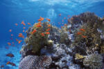 Dimex Vlies Fotótapéta - Beautiful red color fishes - 375x250 cm (MS-5-0531)