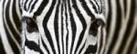 Dimex ZEBRA fotótapéta, poszter, vlies alapanyag, 375x150 cm (MP-2-0234)