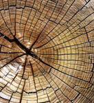 Dimex WOOD fotótapéta, poszter, vlies alapanyag, 225x250 cm (MS-3-0162)