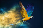 Dimex Vlies Fotótapéta - Flying Ara parrot - 375x250 cm (MS-5-0410)