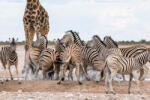 Dimex Vlies Fotótapéta - Giraffes and Zebras - 375x250 cm (MS-5-0457)