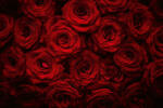 Dimex Vlies Fotótapéta - Beautiful Red Roses - 375x250 cm (MS-5-1397)