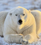 Dimex BEAR fotótapéta, poszter, vlies alapanyag, 225x250 cm (MS-3-0220)