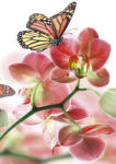 Dimex ORCHIDS AND BUTTERFLY fotótapéta, poszter, vlies alapanyag, 150x250 cm (MS-2-0146)
