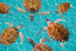 Dimex Vlies Fotótapéta - Riviera Maya turtles - 375x250 cm (MS-5-0523)