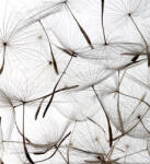 Dimex DANDELION SEEDS fotótapéta, poszter, vlies alapanyag, 225x250 cm (MS-3-0122)