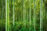 Dimex Vlies Fotótapéta - Bamboo forest - 375x250 cm (MS-5-1582)