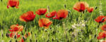 Dimex POPPY FIELD fotótapéta, poszter, vlies alapanyag, 375x150 cm (MP-2-0092)