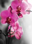 Consalnet Orchideák poszter, fotótapéta (184 x 254 cm) (C1-10155V4A)