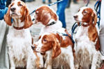 Dimex Vlies Fotótapéta - Dog friends - 375x250 cm (MS-5-0429)