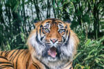 Dimex Vlies Fotótapéta - The Sumatran tiger - 375x250 cm (MS-5-0580)
