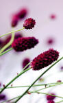Dimex FLORAL VIOLET fotótapéta, poszter, vlies alapanyag, 150x250 cm (MS-2-0141)