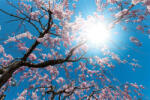 Dimex Vlies Fotótapéta - Blossom tree blooming - 375x250 cm (MS-5-1843)