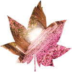 Consalnet Levél formájú vlies poszter, fotótapéta 897VEZ6 /208x208 cm/ (897-VEZ6)