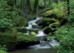 Consalnet Mountain stream poszter, fotótapéta (152, 5 x 104 cm) (C1-163VEL)